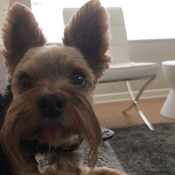 Meet your Posher, Leilani - Picture 1 of 1